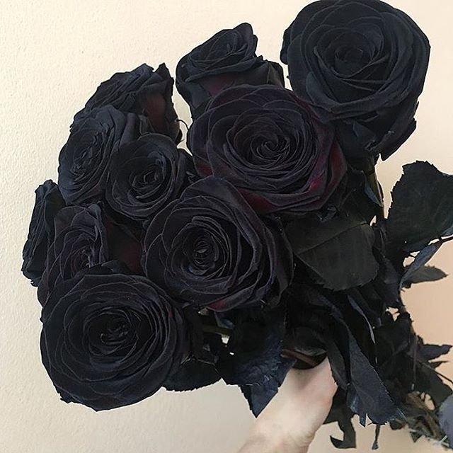 Hoa hồng đen 5