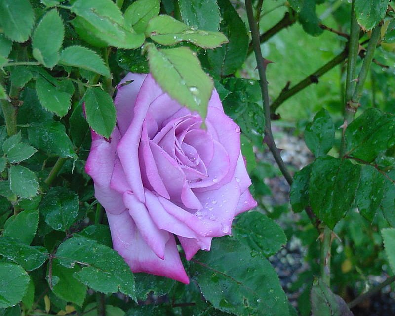 Hoa hồng tím 2
