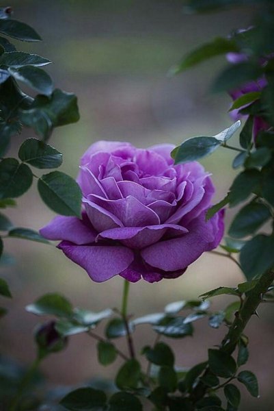 Hoa hồng tím 6