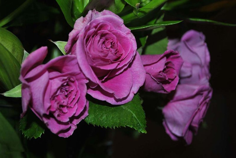 Hoa hồng tím 4
