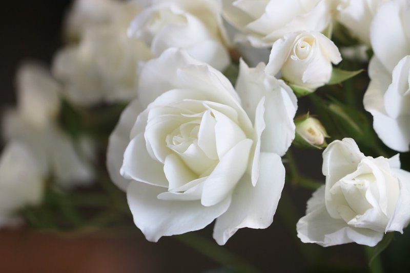 Hoa hồng trắng 4