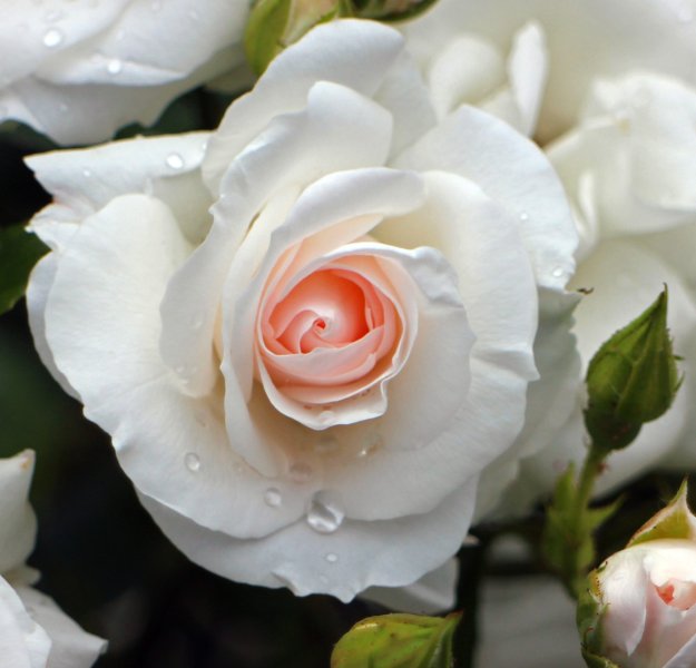Hoa hồng trắng 3