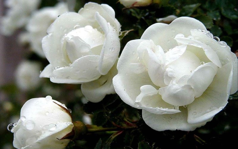 Hoa hồng trắng 2