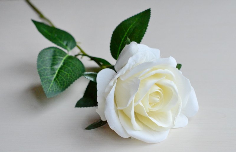 Hoa hồng trắng 1