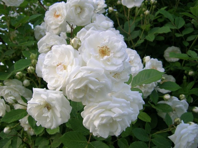 Hoa hồng trắng 7
