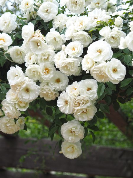 Hoa hồng trắng 6