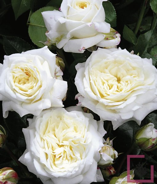 Hoa hồng trắng 5