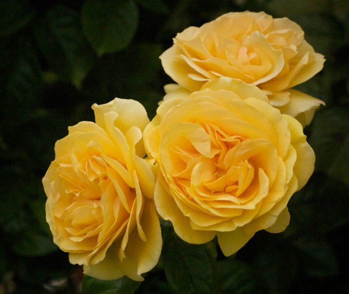 Hoa hồng vàng 4