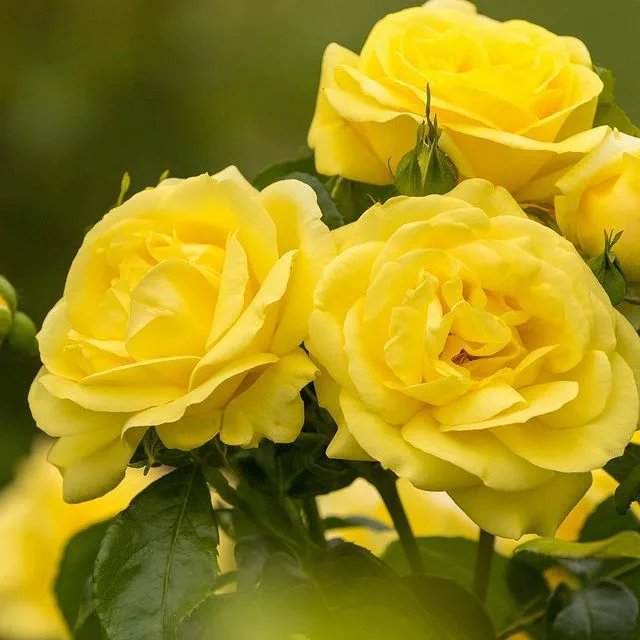 Hoa hồng vàng 1