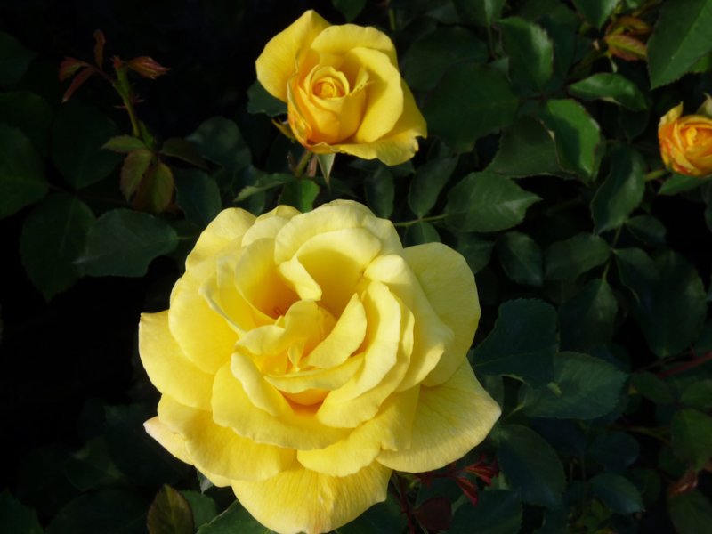 Hoa hồng vàng 6