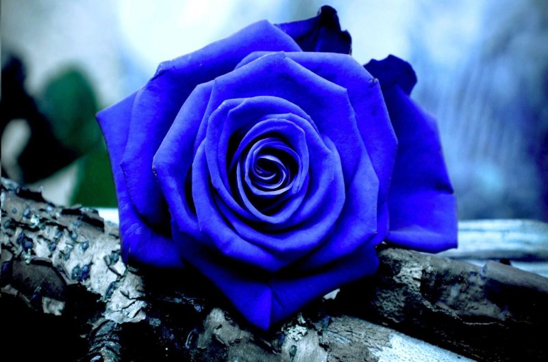 Hoa hồng xanh 7