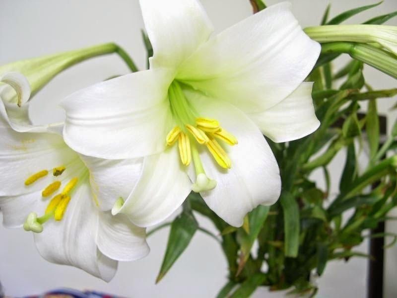 Hoa loa kèn trắng 10