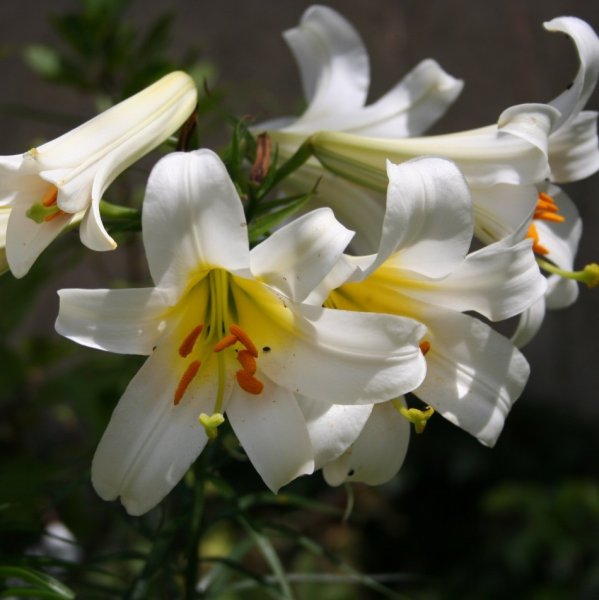Hoa loa kèn trắng 8