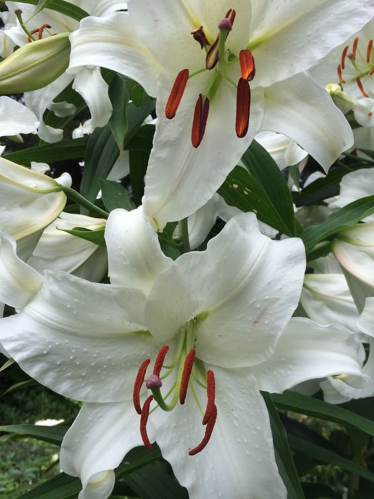 Hoa loa kèn trắng 6