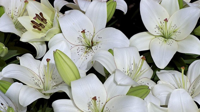 Hoa ly trắng 1