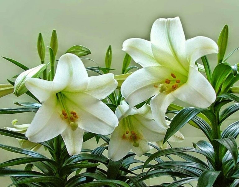 Hoa ly trắng 4