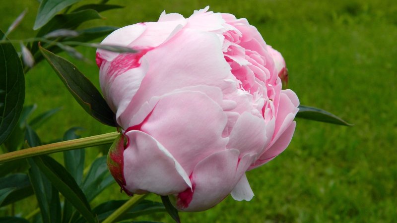 Hoa mẫu đơn hồng 6