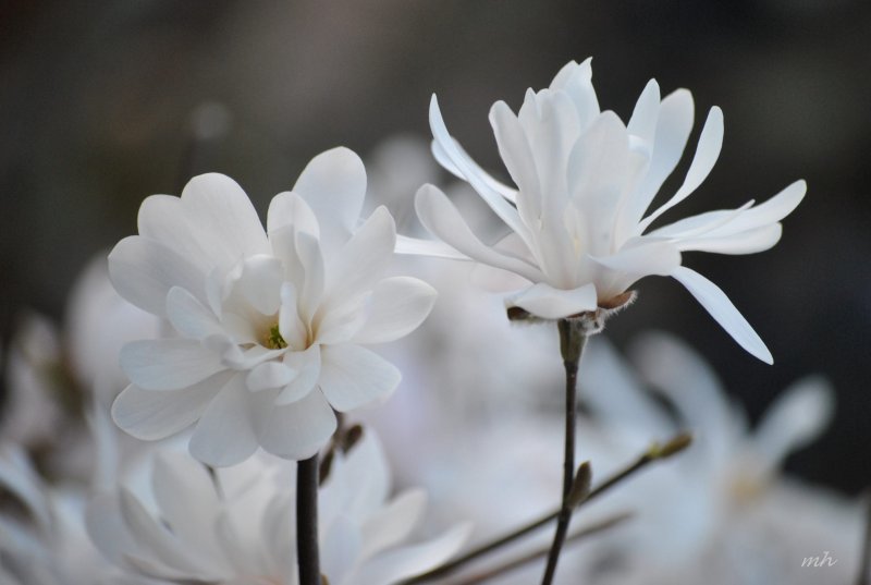 Hoa mộc lan trắng9