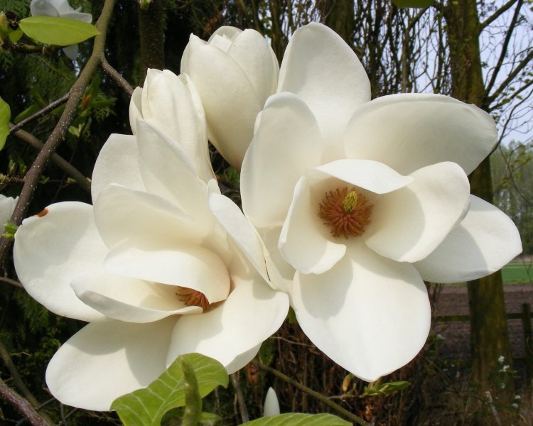 Hoa mộc lan trắng14