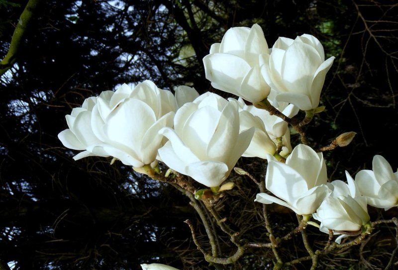 Hoa mộc lan trắng12