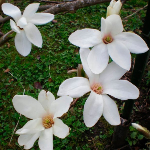 Hoa mộc lan trắng11
