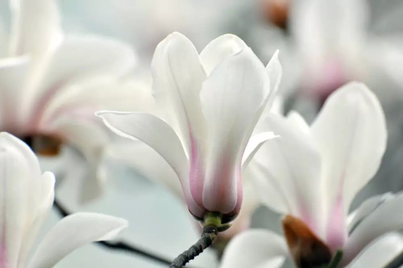 Hoa mộc lan trắng8