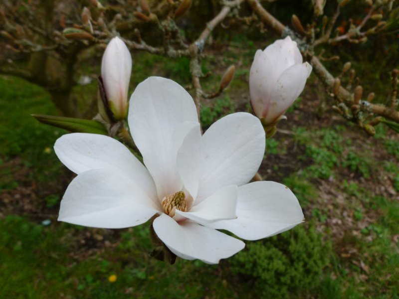 Hoa mộc lan trắng2