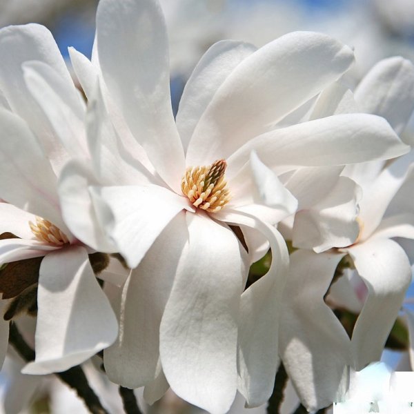 Hoa mộc lan trắng1