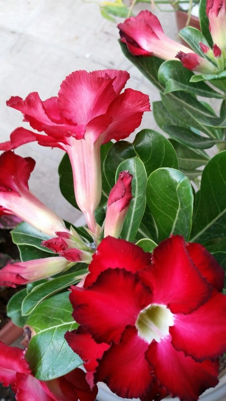 Hoa sứ đỏ 6