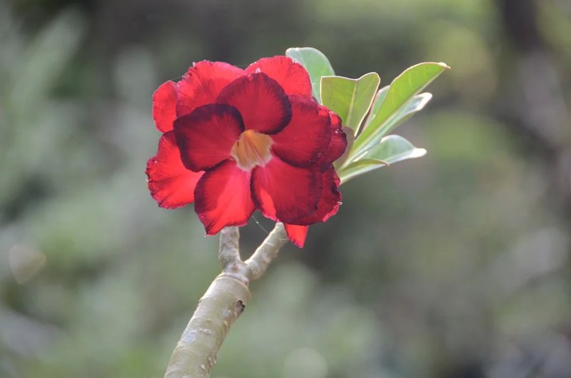 Hoa sứ đỏ 3