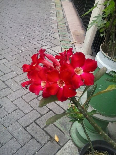 Hoa sứ đỏ 2