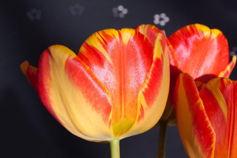 Hoa tulip cam 1