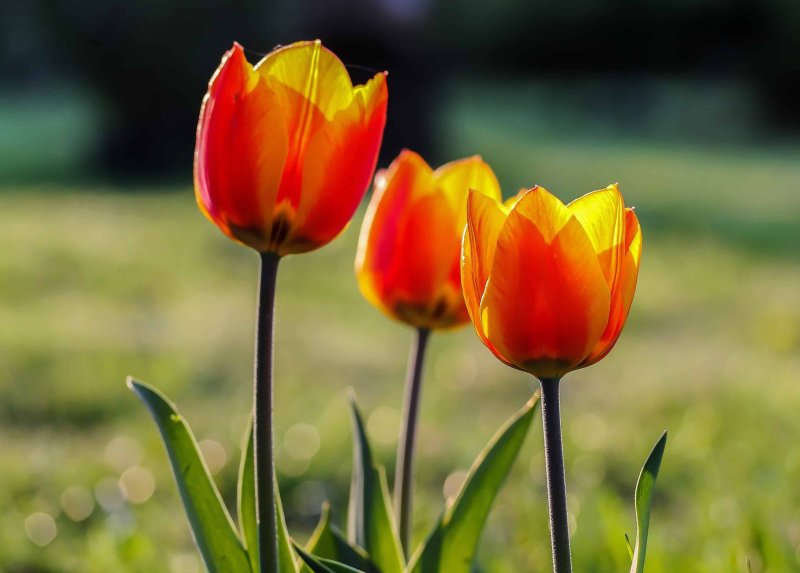 Hoa tulip cam 5