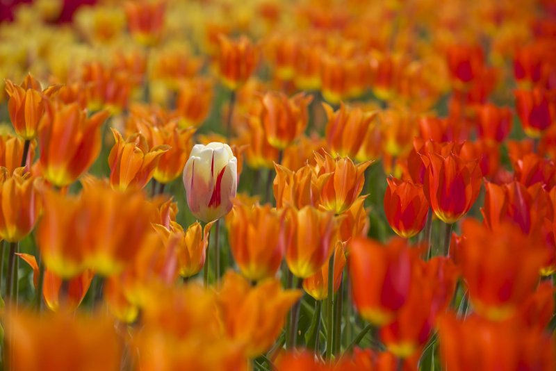 Hoa tulip cam 4