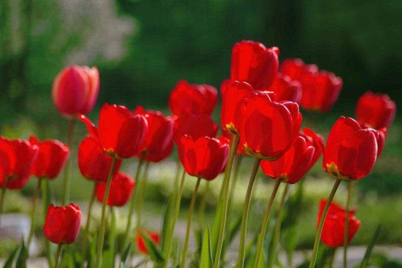 Hoa tulip đỏ 3