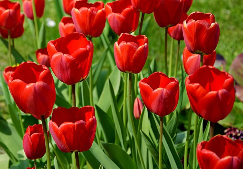 Hoa tulip đỏ 2