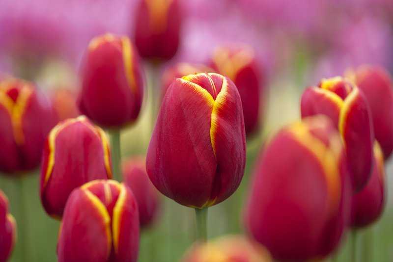 Hoa tulip đỏ 1