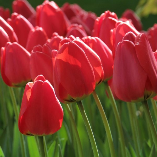 Hoa tulip đỏ 6