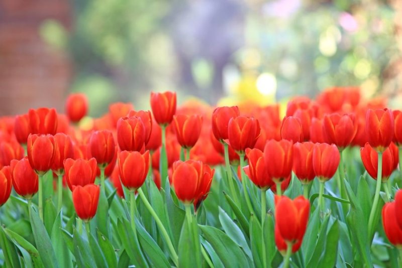 Hoa tulip đỏ 5