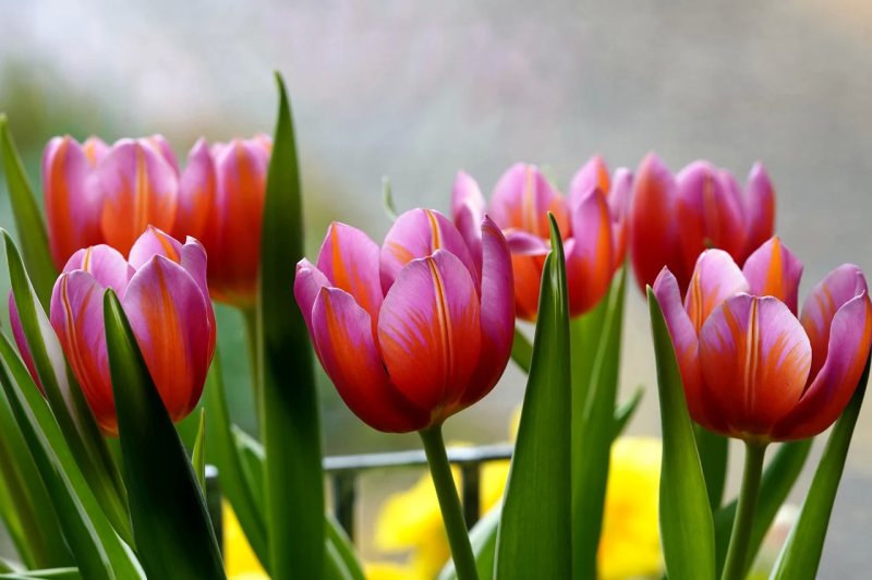 Hoa tulip hồng 3