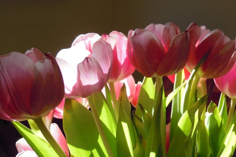 Hoa tulip hồng 1
