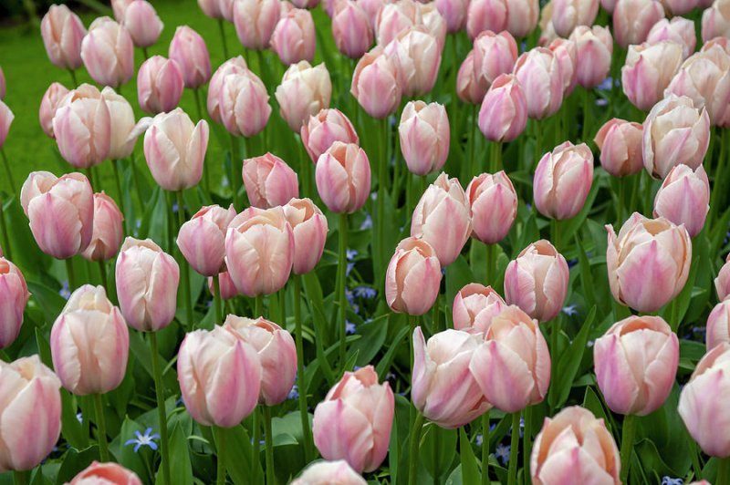 Hoa tulip hồng 5