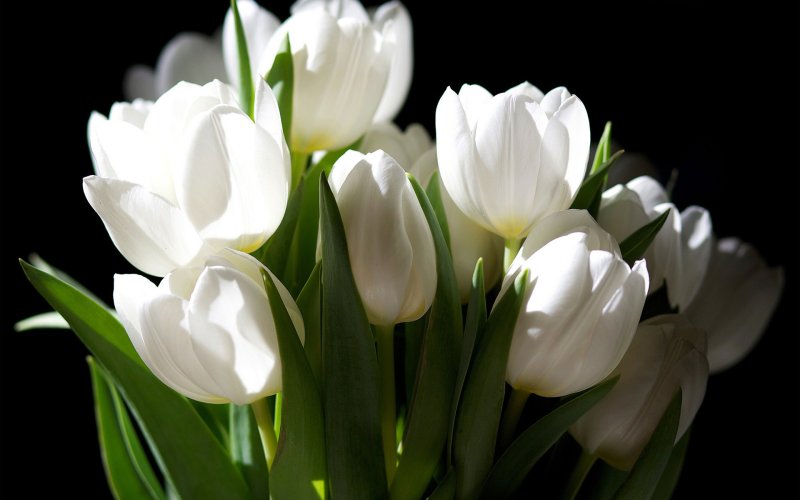 Hoa tulip trắng 6