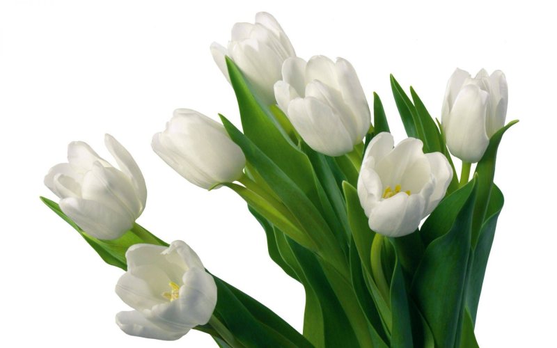 Hoa tulip trắng 5
