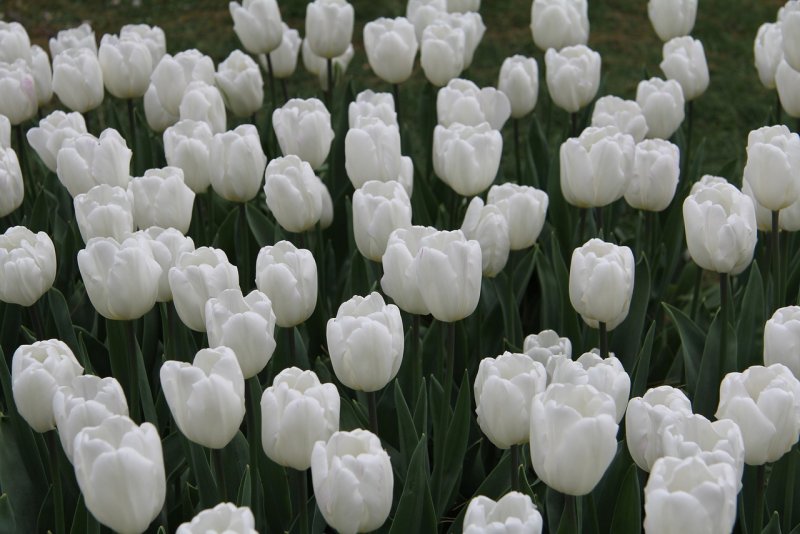 Hoa tulip trắng 4