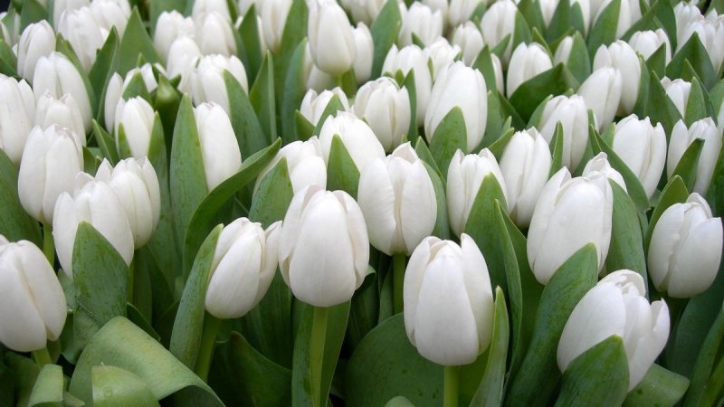 Hoa tulip trắng 3