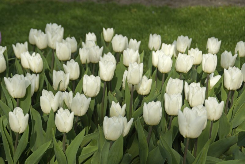 Hoa tulip trắng 2