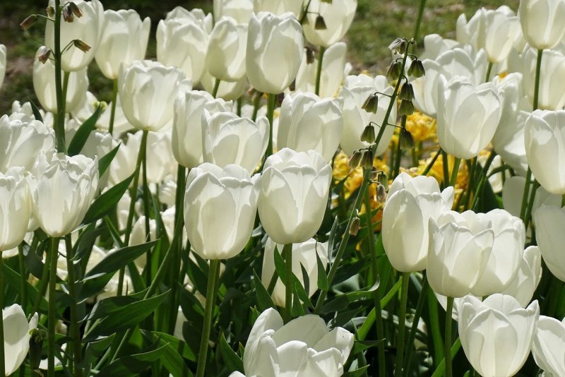 Hoa tulip trắng 1