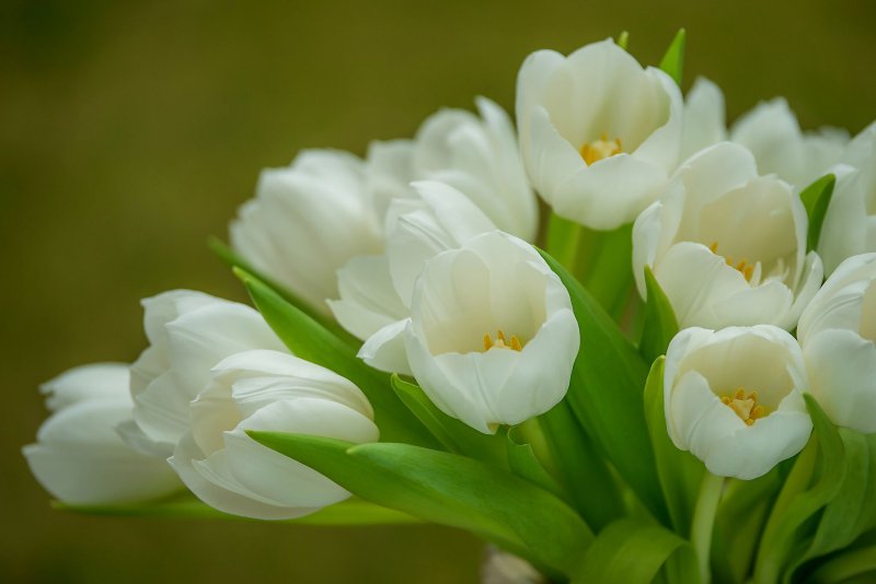 Hoa tulip trắng 8