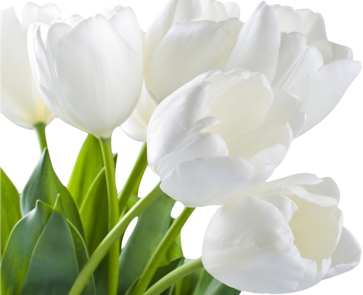 Hoa tulip trắng 7